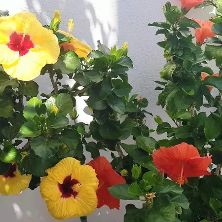 Yades House Paros Apartmán *