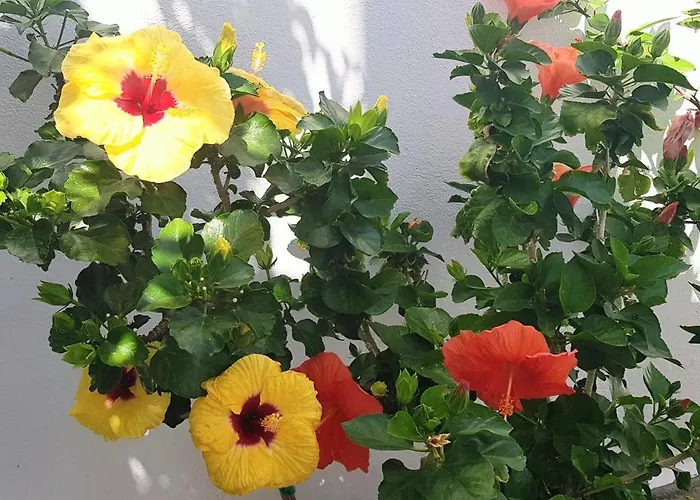 Yades House Paros דירה *